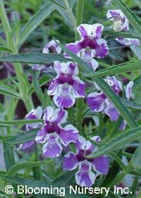 Angelonia angustifolia 'Tiger Princess'